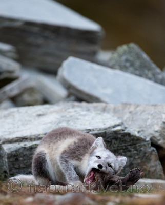 BB 13 0130 / Vulpes lagopus / Fjellrev